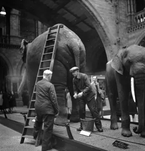 Black And White Elephant Photos Prints: Bath Night
