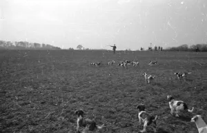 Hunting In Europe Prints: Chasing A Hare