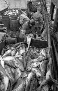 Fishermen At Work Prints: Codfish Sorting