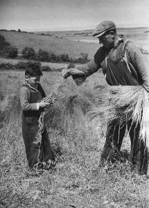 European Agriculture History Prints: Flax Pulling
