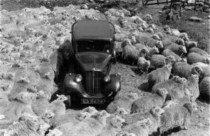 Sheep Prints: Lost in Sheep Print, 1951