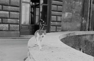 Vintage Animal Photos Prints: Milanese Cat