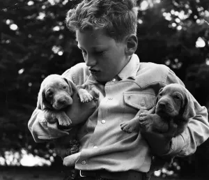 Cute Puppy Photos Prints: Grey Ghost