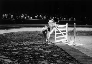 Vintage Animal Photos Prints: Circus Dog