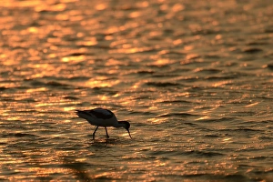 Pied Avocet -Recurvirostra avosetta-, against the light at sunset, standing in water Pied Avocet -Recurvirostra avosetta-, against the light at sunset, standing in water