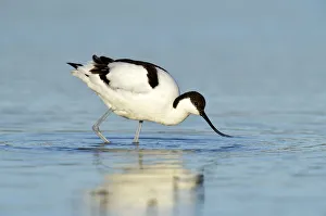 Pied Avocet -Recurvirostra avosetta- foraging for food, Oosterend, Oosterend, Texel Pied Avocet -Recurvirostra avosetta- foraging for food, Oosterend, Oosterend, Texel