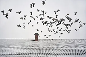 Pigeons taking flight from the snow-covered roof of a barn, Eckenhaid, Eckental, Middle Franconia, Bavaria, Germany Pigeons taking flight from the snow-covered roof of a barn, Eckenhaid, Eckental, Middle Franconia, Bavaria, Germany