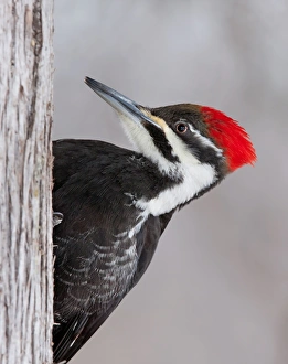 Pileated Woodpecker female (Dryocopus pileatus) Pileated Woodpecker female (Dryocopus pileatus)