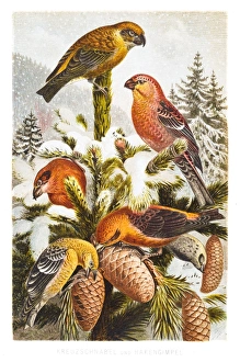 Pine grosbeak and Crossbill engraving 1882 Pine grosbeak and Crossbill engraving 1882