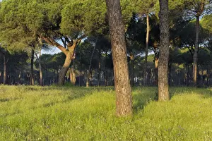 Huelva Province Spain Prints: Pine tree forest