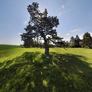 Pine Tree -Pinus- with backlight, Ritter- und Romerweg, trail of the Knights and the Romans near Titting Pine Tree -Pinus- with backlight, Ritter- und Romerweg, trail of the Knights and the Romans near Titting