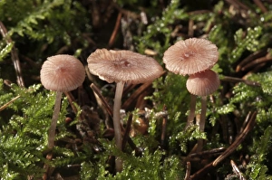 Pink Bonnet -Mycena rosella-, Untergroeningen, Baden-Wuerttemberg, Germany, Europe Pink Bonnet -Mycena rosella-, Untergroeningen, Baden-Wuerttemberg, Germany, Europe