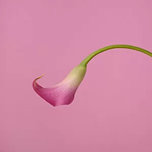 Simplicity in Focus: A Minimal Art Photography Collection: Pink Calla Lily on Pink