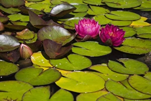 Two pink Water Lilies -Nymphaea- on the surface of a pond, Quebec Province, Canada Two pink Water Lilies -Nymphaea- on the surface of a pond, Quebec Province, Canada