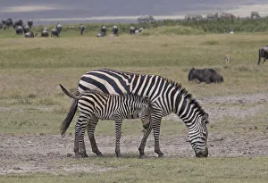 Plains or common zebras (Equus quagga) grazing in crater, Ngorongoro Crater, Tanzania Plains or common zebras (Equus quagga) grazing in crater, Ngorongoro Crater, Tanzania