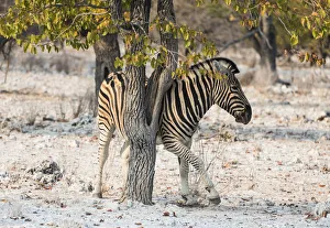 Plains Zebra -Equus burchellii- using a tree as a scratching post, Etosha National Park, Namibia Plains Zebra -Equus burchellii- using a tree as a scratching post, Etosha National Park, Namibia