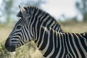 Plains Zebra -Equus quagga-, Kruger National Park, South Africa Plains Zebra -Equus quagga-, Kruger National Park, South Africa