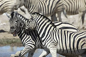 Plains zebra, Etosha National Park, Namib Plains zebra, Etosha National Park, Namib