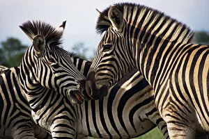 Plains Zebra, Kruger National Park, South Africa Plains Zebra, Kruger National Park, South Africa