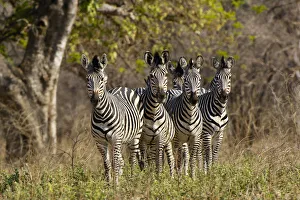 Plains Zebra, Mana Pools National Park, Zimbabwe Plains Zebra, Mana Pools National Park, Zimbabwe
