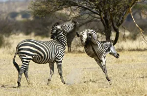 Plains Zebra, Ruaha National Park, Tanzania Plains Zebra, Ruaha National Park, Tanzania