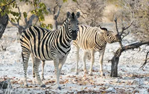 Plains Zebras -Equus burchellii-, Etosha National Park, Namibia Plains Zebras -Equus burchellii-, Etosha National Park, Namibia
