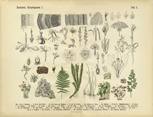 Plant Anatomy, Victorian Botanical Illustration Plant Anatomy, Victorian Botanical Illustration