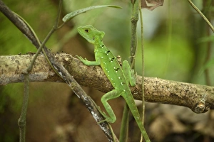 Plumed basilisk, Green basilisk, Double crested basilisk or Jesus Christ lizard -Basiliscus plumifrons-, female, perched on a branch, La Fortuna, Costa Rica, Central America Plumed basilisk, Green basilisk, Double crested basilisk or Jesus Christ lizard -Basiliscus plumifrons-, female, perched on a branch, La Fortuna, Costa Rica, Central America