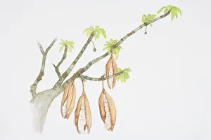 Pods hanging from branches of Ceiba pentandra, Kapok Tree Pods hanging from branches of Ceiba pentandra, Kapok Tree