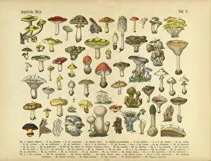 Fungus Collection: Poisonous Mushrooms, Victorian Botanical Illustration