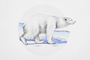 Polar bear (Ursus maritimus), walking on ice Polar bear (Ursus maritimus), walking on ice