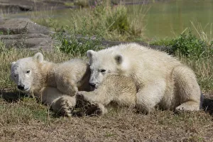 Polar Bears -Ursus maritimus-, cubs, in Skandinavisk Dyrepark or Scandinavian Wildlife Park, Jutland, Denmark Polar Bears -Ursus maritimus-, cubs, in Skandinavisk Dyrepark or Scandinavian Wildlife Park, Jutland, Denmark