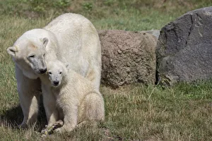 Polar Bears -Ursus maritimus-, mother with a cub, in Skandinavisk Dyrepark or Scandinavian Wildlife Park, Jutland Polar Bears -Ursus maritimus-, mother with a cub, in Skandinavisk Dyrepark or Scandinavian Wildlife Park, Jutland