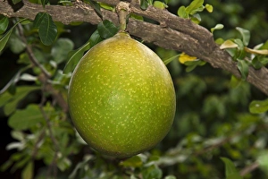 Pomelo fruit -Citrus maxima, Citrus grandis-, growing on a tree, Chiang Mai, Thailand, Southeast Asia Pomelo fruit -Citrus maxima, Citrus grandis-, growing on a tree, Chiang Mai, Thailand, Southeast Asia