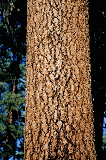 Ponderosa pine (Strobus ponderosa), close-up of trunk Ponderosa pine (Strobus ponderosa), close-up of trunk