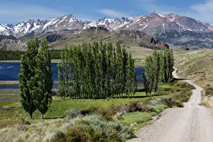 Poplars, the Chilean Andes at the back, on the Rio Chacabuco river, Cochrane, Region de Aysen, Patagonia, Chile Poplars, the Chilean Andes at the back, on the Rio Chacabuco river, Cochrane, Region de Aysen, Patagonia, Chile