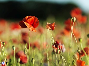 Poppys on field