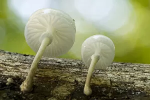 Mucida Collection: Porcelain Fungus (Oudemansiella mucida in), with backlighting