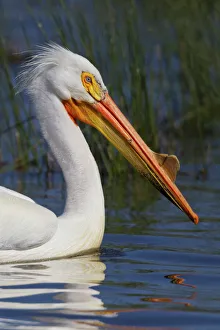 Collections/gallo image collection gallo landscapes/portrait american white pelican Collections/gallo image collection gallo landscapes/portrait american white pelican