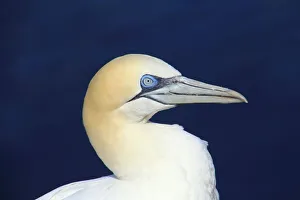 Portrait of a northern gannet on Helgoland, Germany Portrait of a northern gannet on Helgoland, Germany