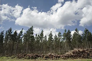 Portrait of a Pine Tree Plantation with Pine Logs Stacked in the Foreground Portrait of a Pine Tree Plantation with Pine Logs Stacked in the Foreground