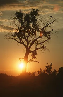 Portrait of a Silhouette of a Tree at Sunset Portrait of a Silhouette of a Tree at Sunset