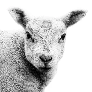 Portrait of a spring lamb against the snow Portrait of a spring lamb against the snow