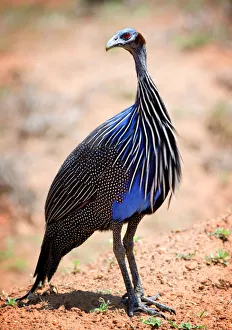 Portrait of a Vibrant Colored Vulturine Guinea Fowl Portrait of a Vibrant Colored Vulturine Guinea Fowl