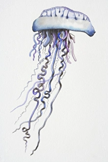 Portuguese Man o War (Physalia physalis) with long, dangling, purple-blue tentacles Portuguese Man o War (Physalia physalis) with long, dangling, purple-blue tentacles