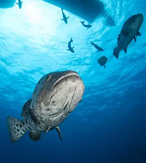 Great Barrier Reef Photography Prints: Potato Cod