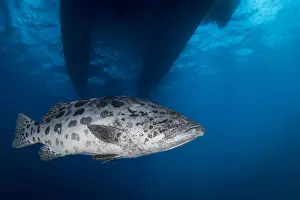 Great Barrier Reef Photography Prints: Potato Cod