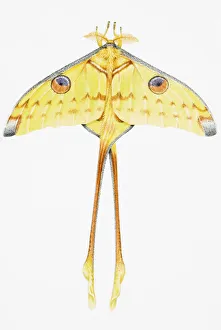 Predominantly yellow moth, with outstretched wings, and long metathoracic legs, elevated view Predominantly yellow moth, with outstretched wings, and long metathoracic legs, elevated view