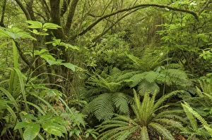 Primary forest, rain forest and Tree Ferns -Cyatheales-, North Island, New Zealand Primary forest, rain forest and Tree Ferns -Cyatheales-, North Island, New Zealand