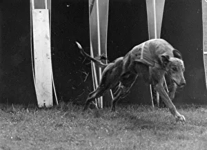 Prize Dog; Priceless Border Takes His Last Gallop Prize Dog; Priceless Border Takes His Last Gallop